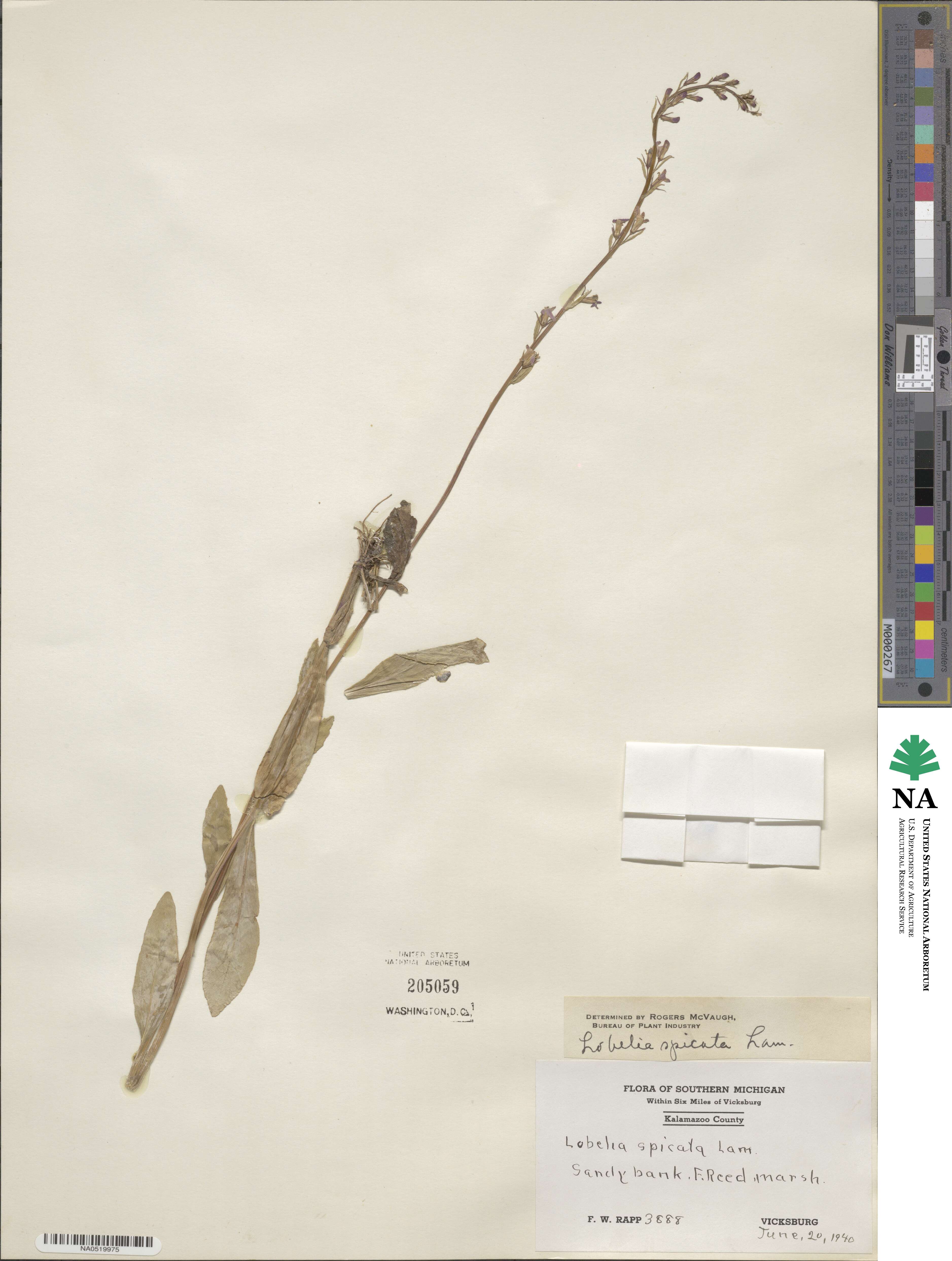 Lobelia spicata image