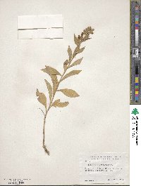 Lobelia siphilitica image