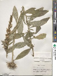 Lobelia siphilitica image