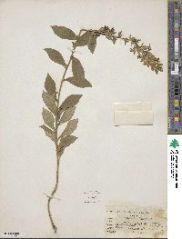 Lobelia siphilitica image