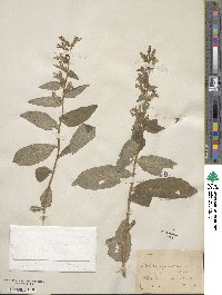 Lobelia siphilitica image