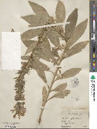 Lobelia siphilitica image