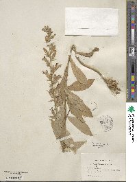 Lobelia siphilitica image