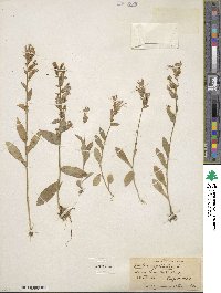 Lobelia siphilitica image