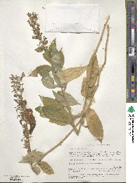 Lobelia siphilitica image