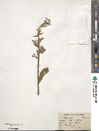 Lobelia siphilitica image