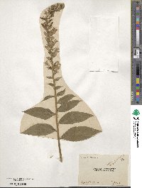 Lobelia siphilitica image