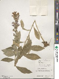 Lobelia siphilitica image