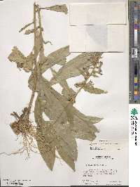 Lobelia siphilitica image