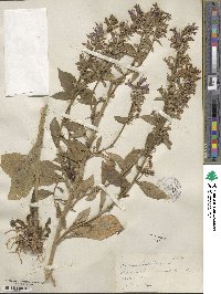 Lobelia siphilitica image