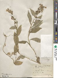 Lobelia siphilitica image