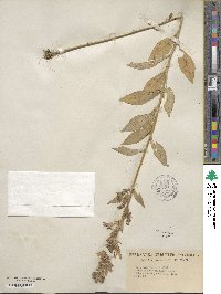 Lobelia siphilitica image