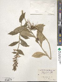 Lobelia siphilitica image