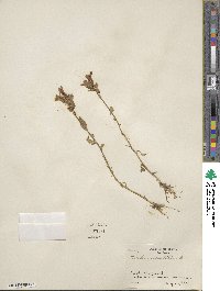 Lobelia siphilitica image