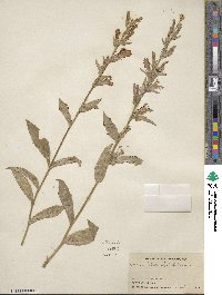 Lobelia siphilitica image