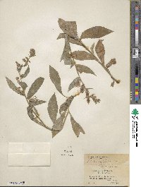 Lobelia siphilitica image