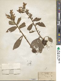 Lobelia siphilitica image