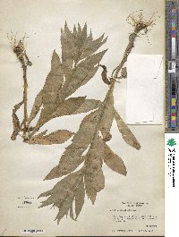 Lobelia siphilitica image