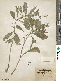 Lobelia siphilitica image