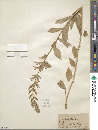 Lobelia siphilitica image