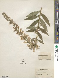 Lobelia siphilitica image