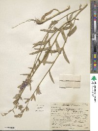 Lobelia siphilitica image