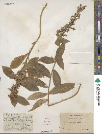 Lobelia siphilitica image