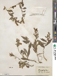 Lobelia siphilitica image