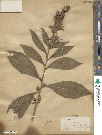 Lobelia siphilitica image