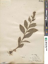 Lobelia siphilitica image