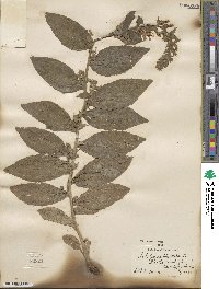 Lobelia siphilitica image