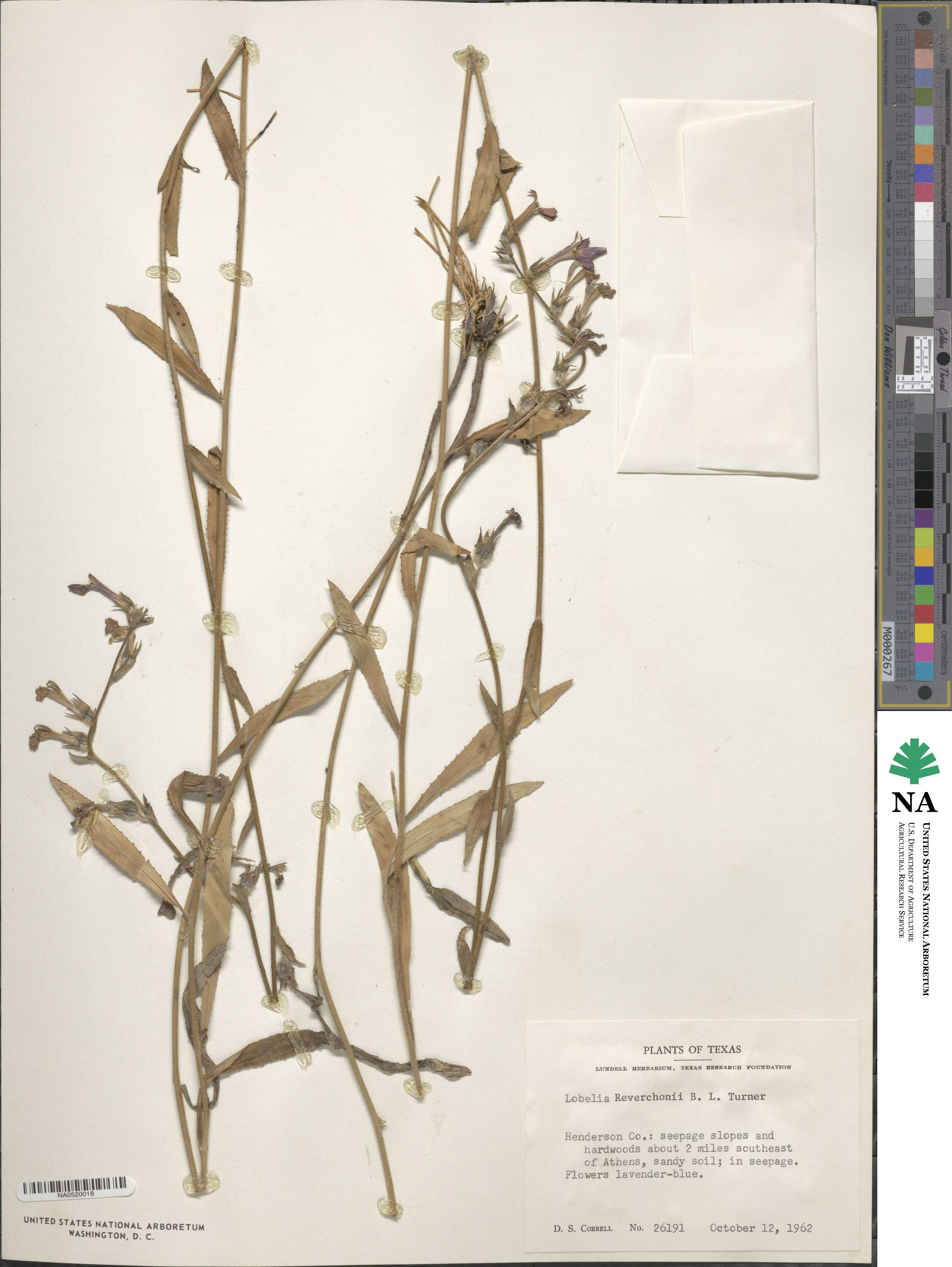 Lobelia reverchonii image