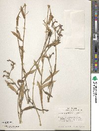 Lobelia reverchonii image