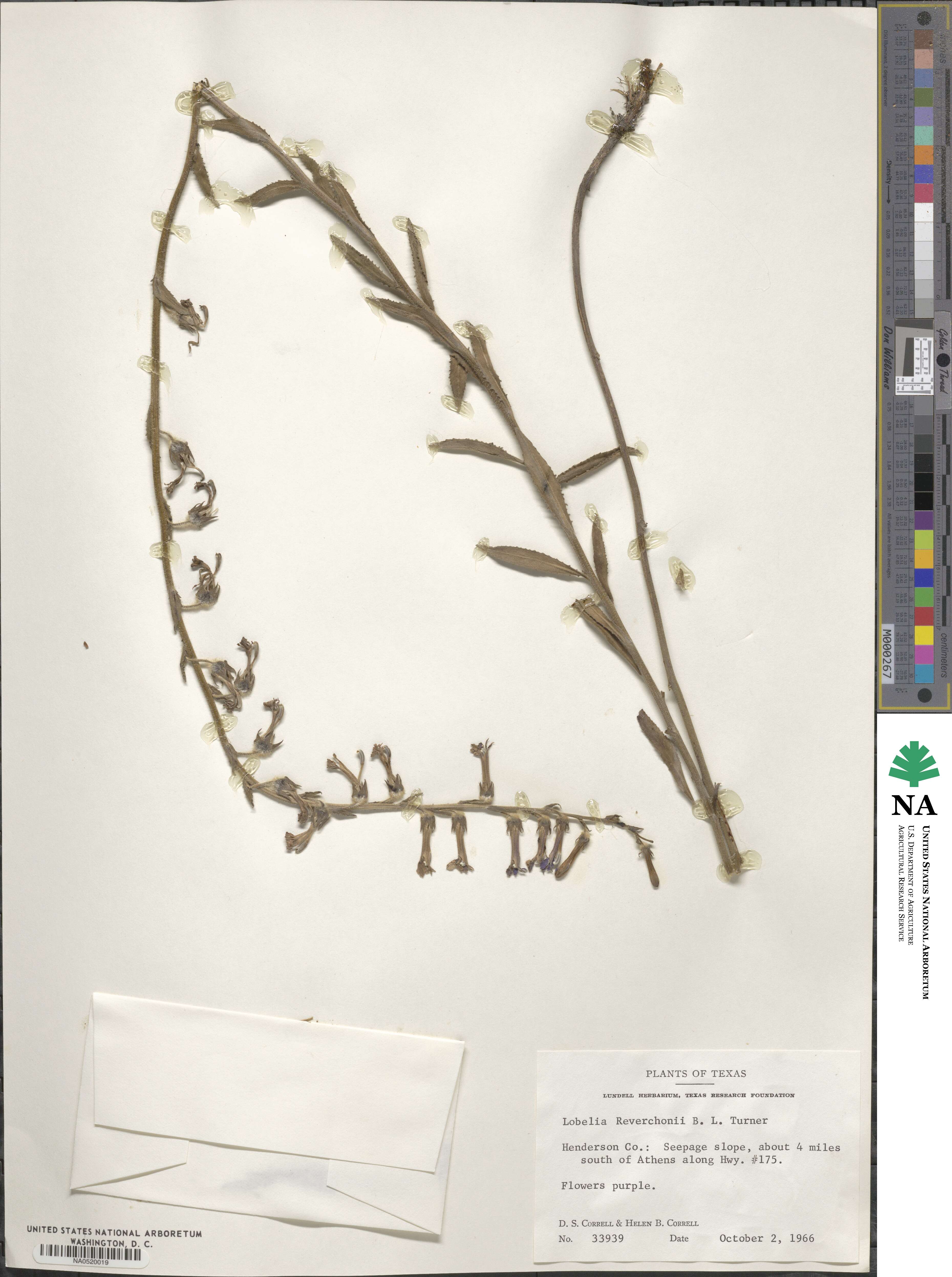 Lobelia reverchonii image