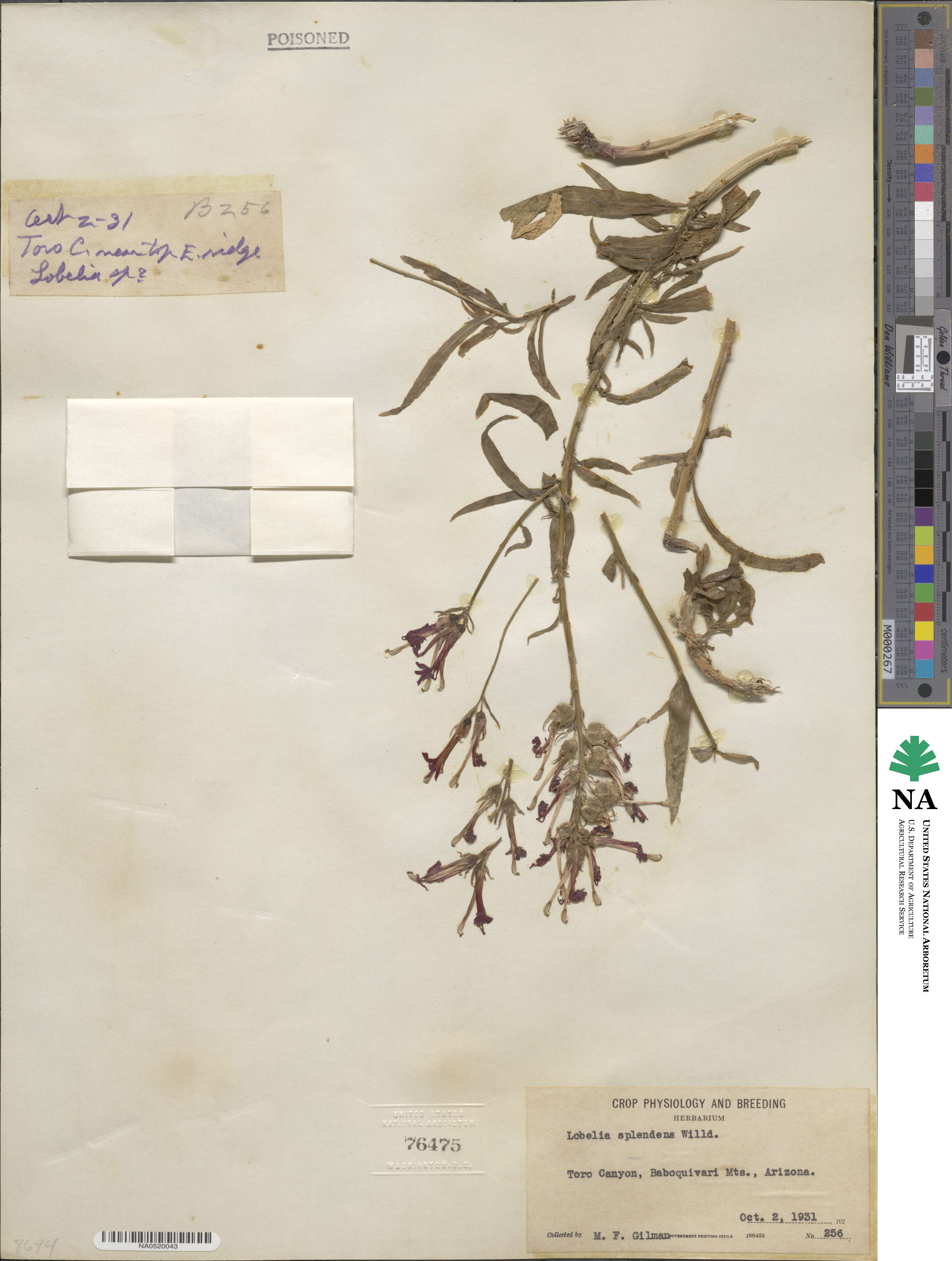 Lobelia cardinalis image