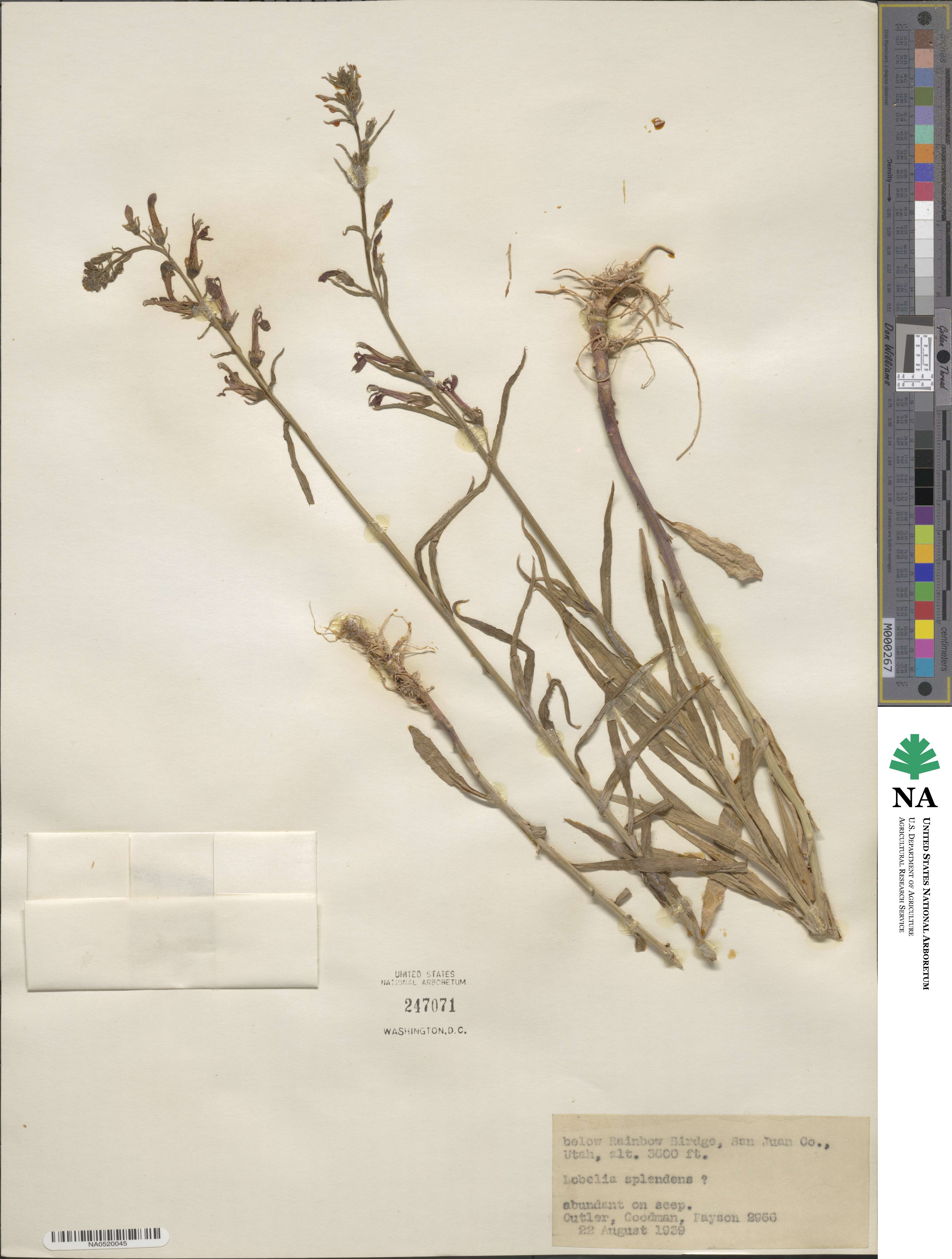 Lobelia cardinalis image