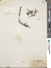 Lobelia irasuensis image