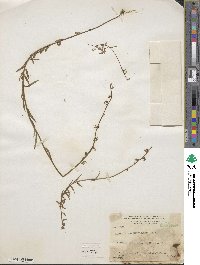 Lobelia irasuensis image