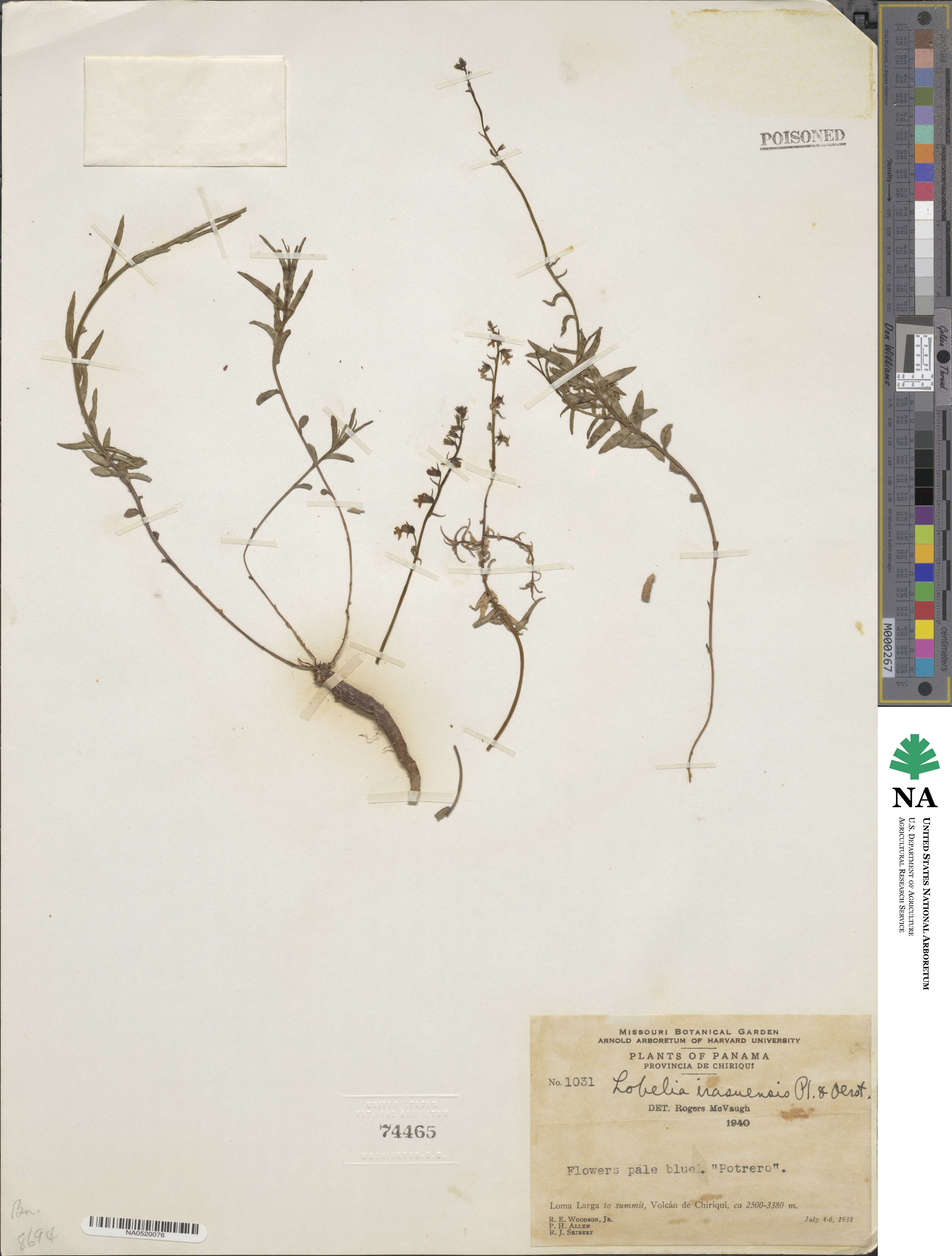 Lobelia irasuensis image