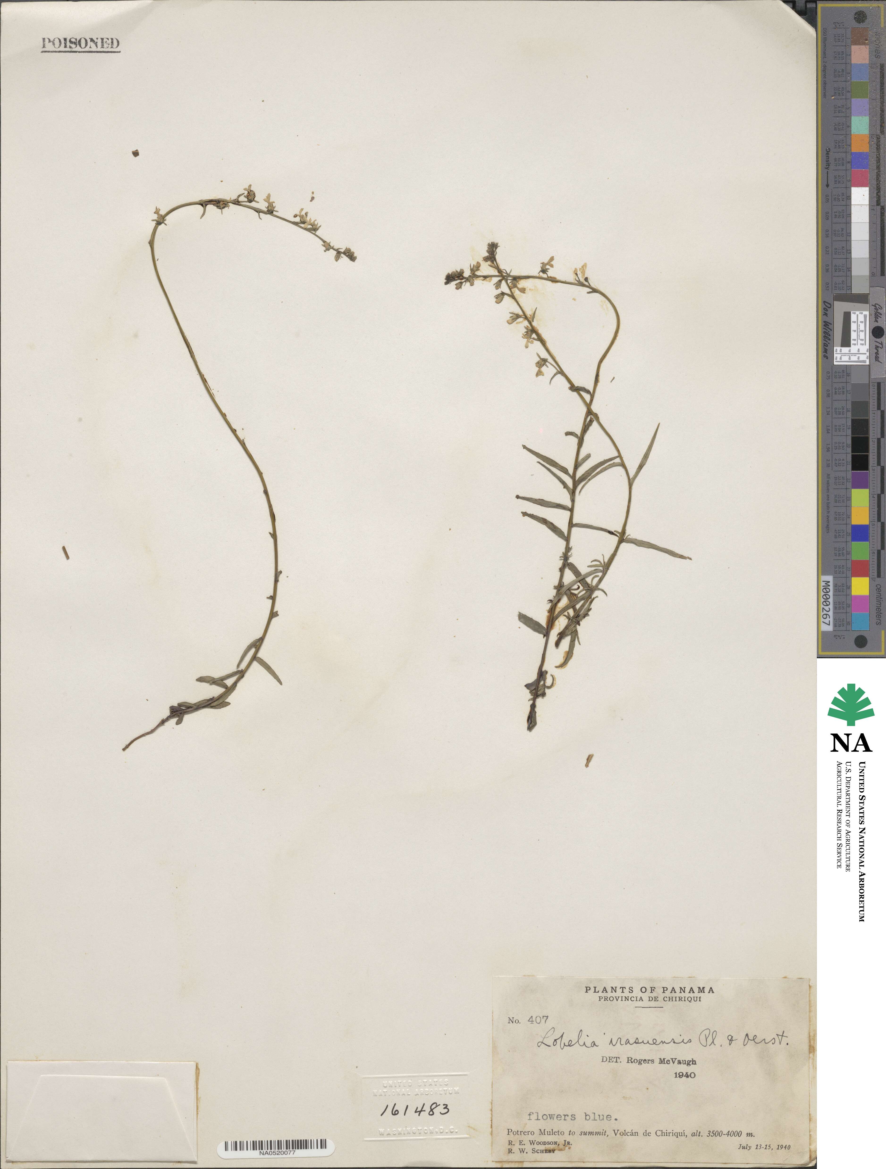 Lobelia irasuensis image