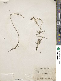 Lobelia irasuensis image