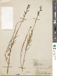 Image of Lobelia gruina