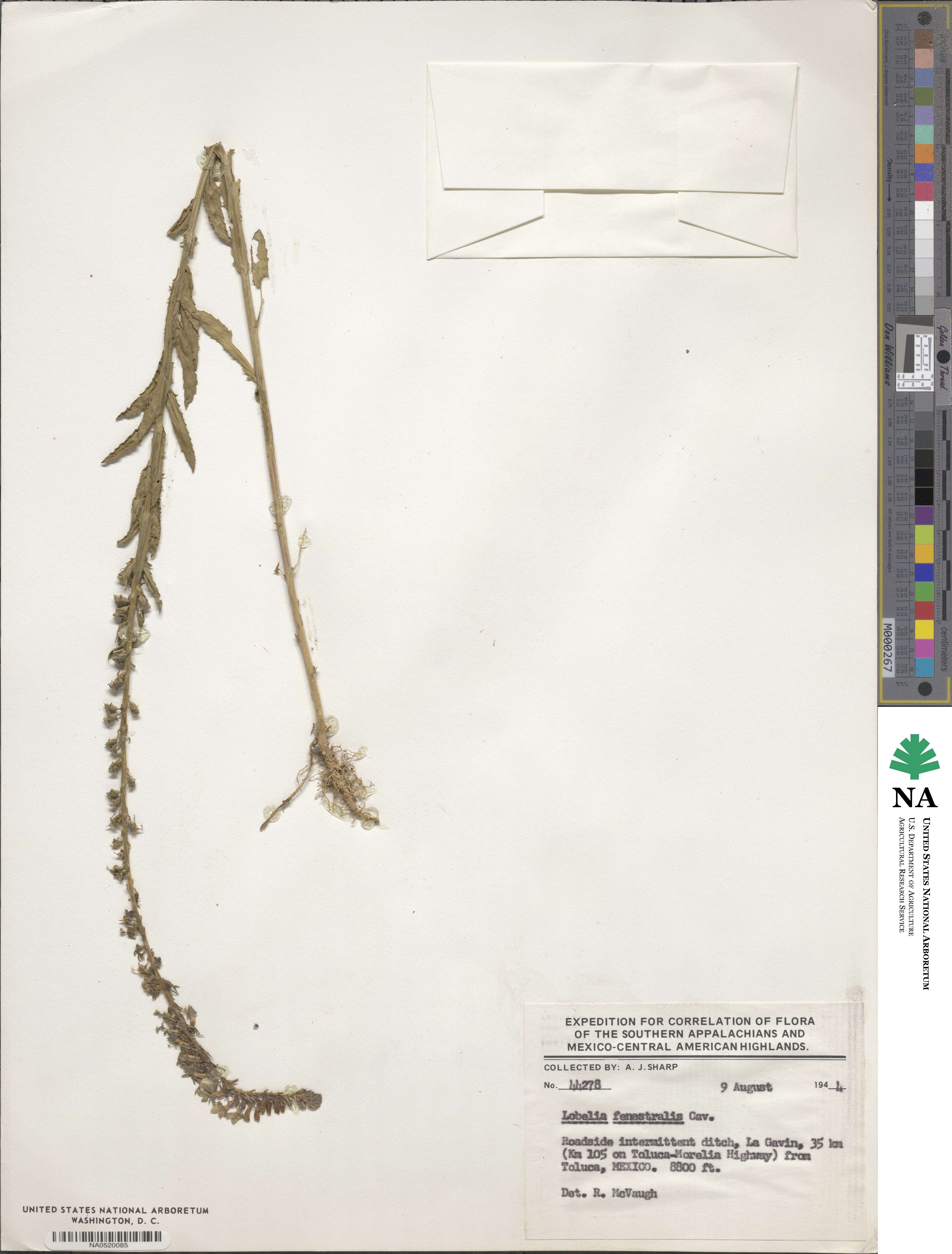 Lobelia fenestralis image