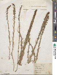 Lobelia fenestralis image