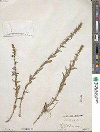 Lobelia fenestralis image