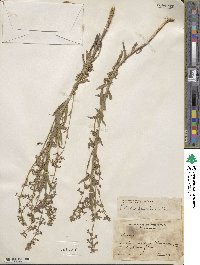 Lobelia fenestralis image