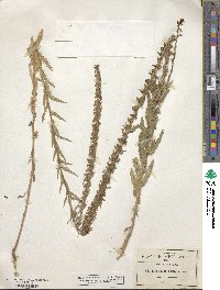 Lobelia fenestralis image