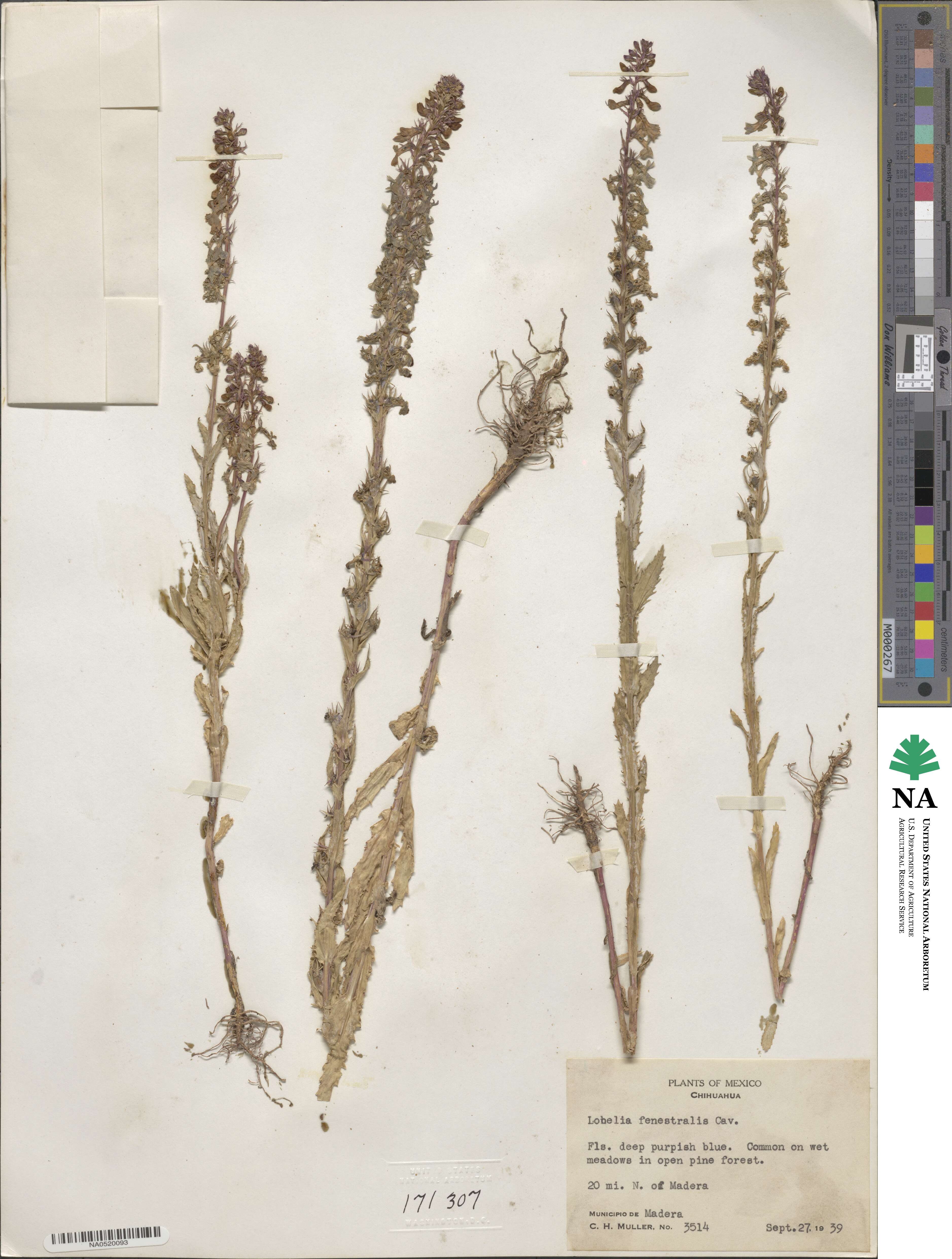 Lobelia fenestralis image