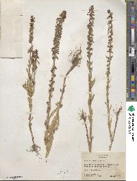 Lobelia fenestralis image