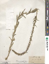 Lobelia fenestralis image